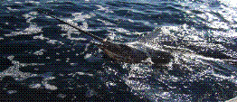 tagged sailfish